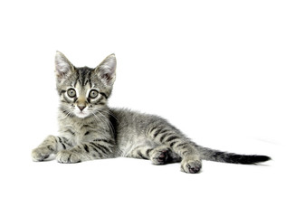 Cute tabby kitten on white background