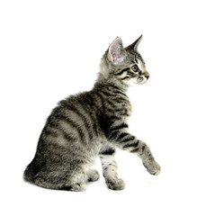 Obraz premium Cute tabby kitten on white background