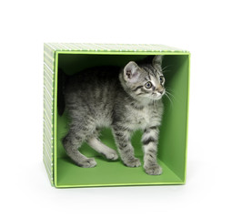 Cute tabby kitten in a box