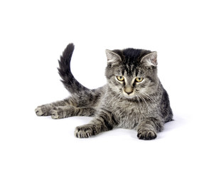Fototapeta premium Tabby kitten on white background