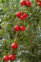 ripe tomatoes