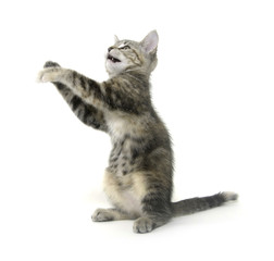 Cute tabby kitten on white background