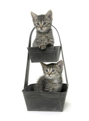 Two cute tabby kittens in flower pot