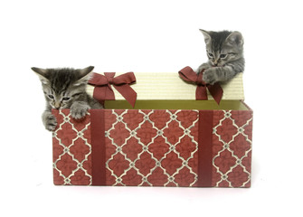 Two cute kittens playing in gift box