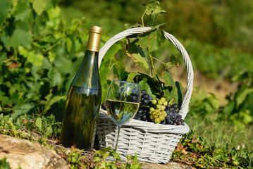 harvest and wine