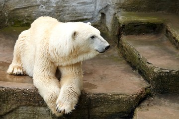 Polar bear