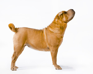 Obraz premium shar pei dog