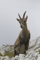 Alpine ibex standing on a rock