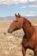 Fototapeta premium Chestnut Horse in the Valley