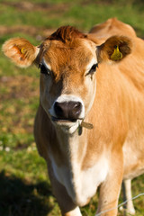 Obraz na płótnie Canvas Jersey krów w Jersey
