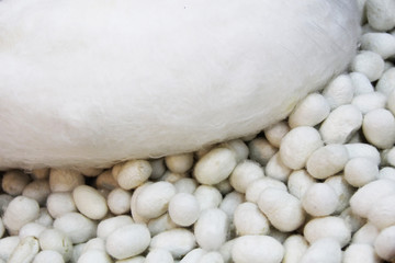 Cocoons texture
