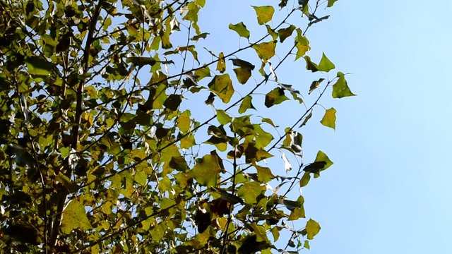 Populus im Wind