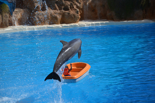 delfine springen &uuml;ber kind im boot