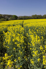 landscape of a rape fields in bloom in spring in the countryside