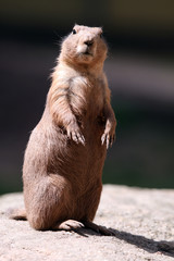 Schwarzschwanz-Präriehund (Cynomys ludovicianus)