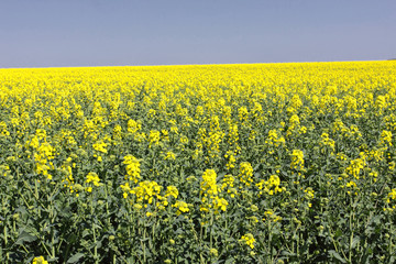 Obraz premium landscape of a rape fields in bloom in spring in the countryside