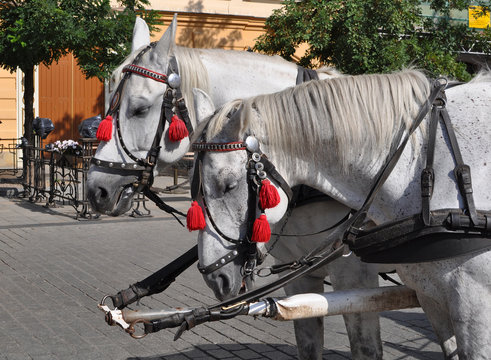 Fototapeta Horse in Cracow - Poland