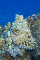 Octopus over blue background.