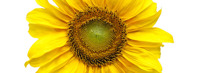 подсолнух на белом