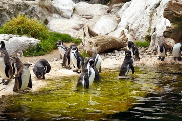 Naklejka premium Penguins