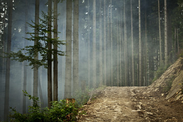 Dramatyczny las w dymie
