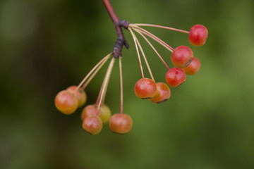 fruit