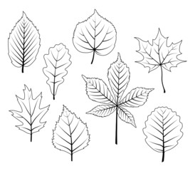 Umrisse von Laubbl&auml;ttern