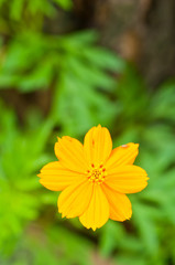 close up a  yellow flower