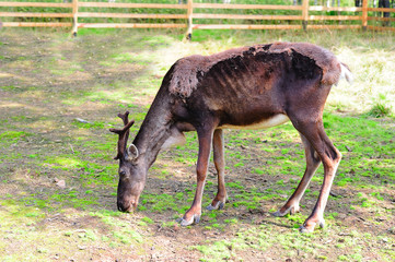 Female deer feeding on the grass