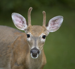 Uneven first antlers