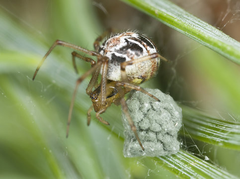 Small spider guarding eggsack, extreme close up