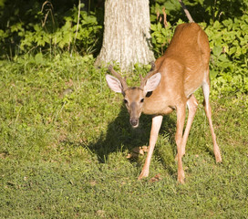 Antlers in velvet