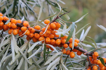sea buckthorn