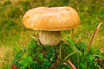beautiful mushroom in a forest