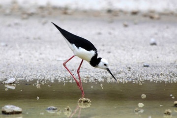 Stelzenläufer (Himantopus himantopus)