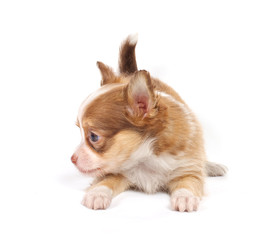 Obraz premium portrait of a cute purebred puppy chihuahua in front of white ba