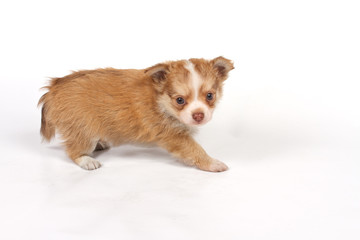 Fototapeta na wymiar portrait of a cute purebred puppy chihuahua in front of white ba