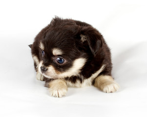 cute small chihuahua puppy sitting on white looking at camera is