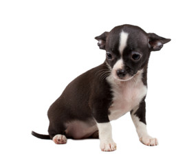 cute small chihuahua puppy sitting on white looking at camera is