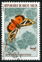 Obraz premium butterfly