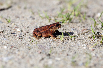 Erdkröte - Bufo auf Sandboden sitzend