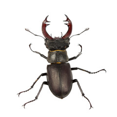 A male stag beetle, isolated on a white background