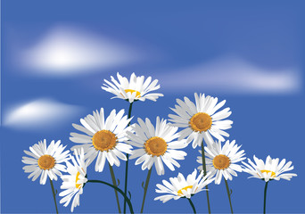 camomiles flowers on blue sky background