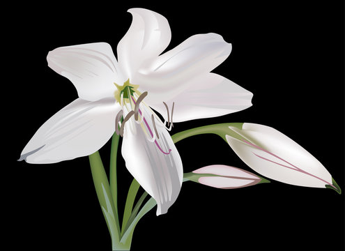 single white lily flower isolated on black