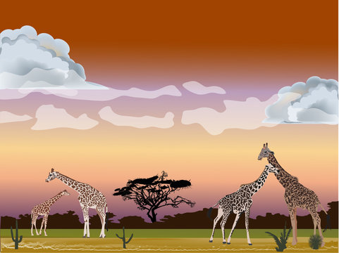 four giraffes in savanna