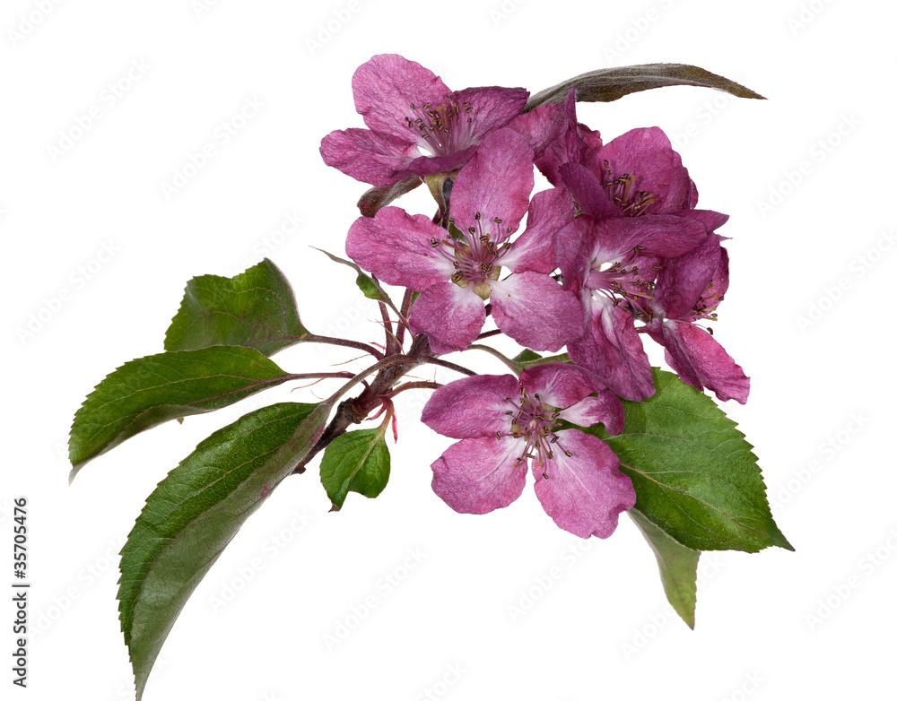 Canvas Prints isolated apple tree pink flower branch