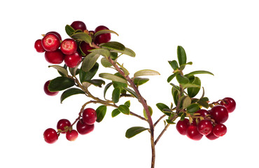 isolated branch with lot of cowberries