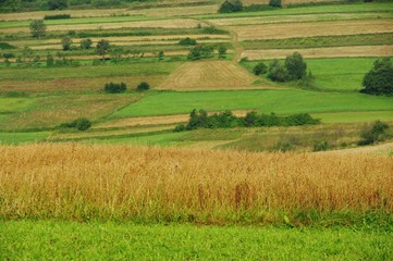 Rolniczy krajobraz