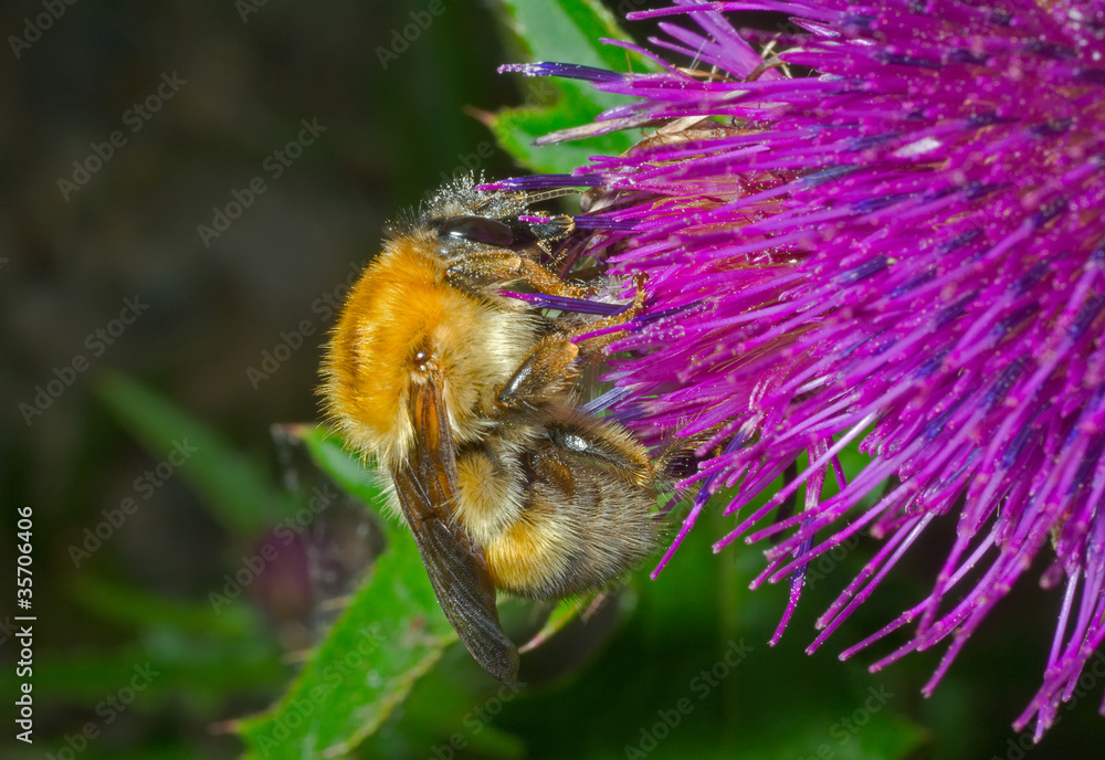 Canvas Prints Bumblebee on flower 3