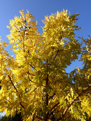 Fototapeta premium ARBRE JAUNE